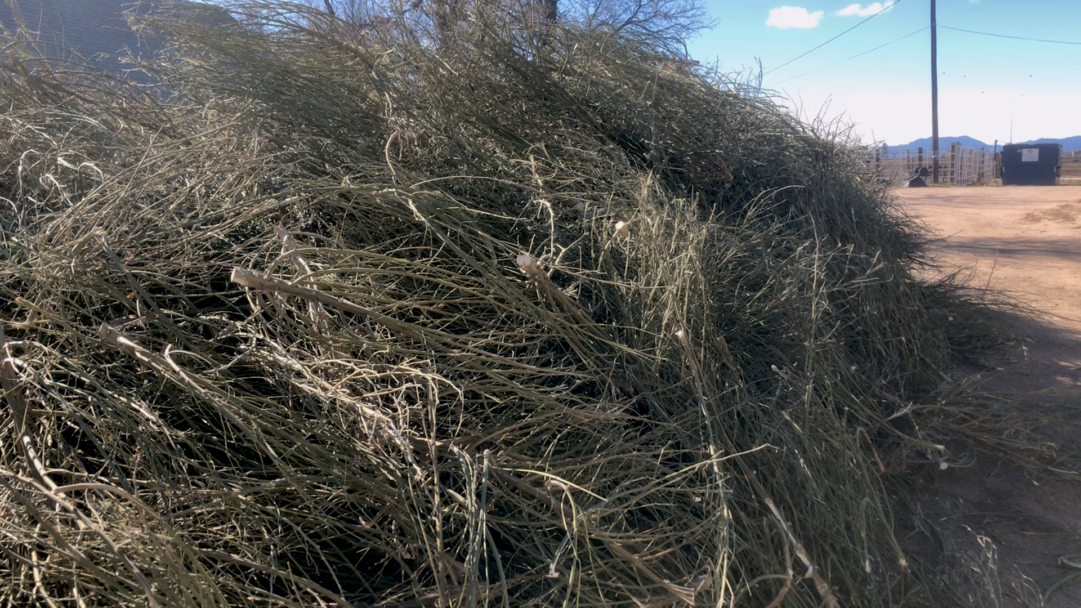Hemp Waste in Longmont, CO